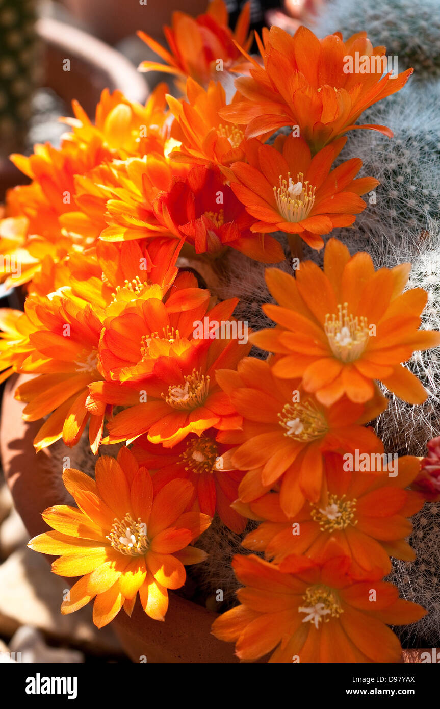 Flowering Rebutia fiebrigii var. densiseta cactus Stock Photo