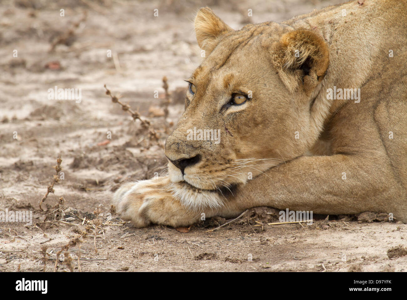Lion Panthera leo watches Stock Photo