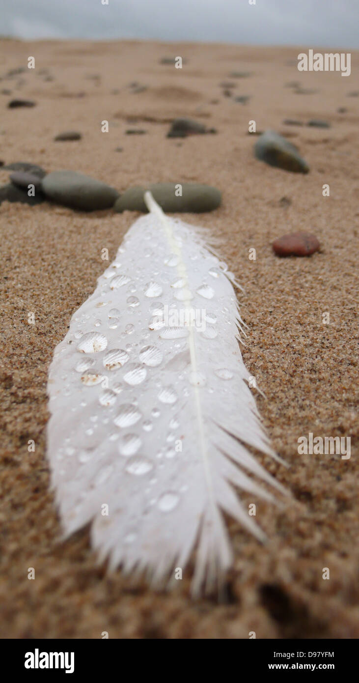 An Atlantic Canadian Seagull feather on sand at Inverness beach in Inverness, Nova Scotia. Stock Photo