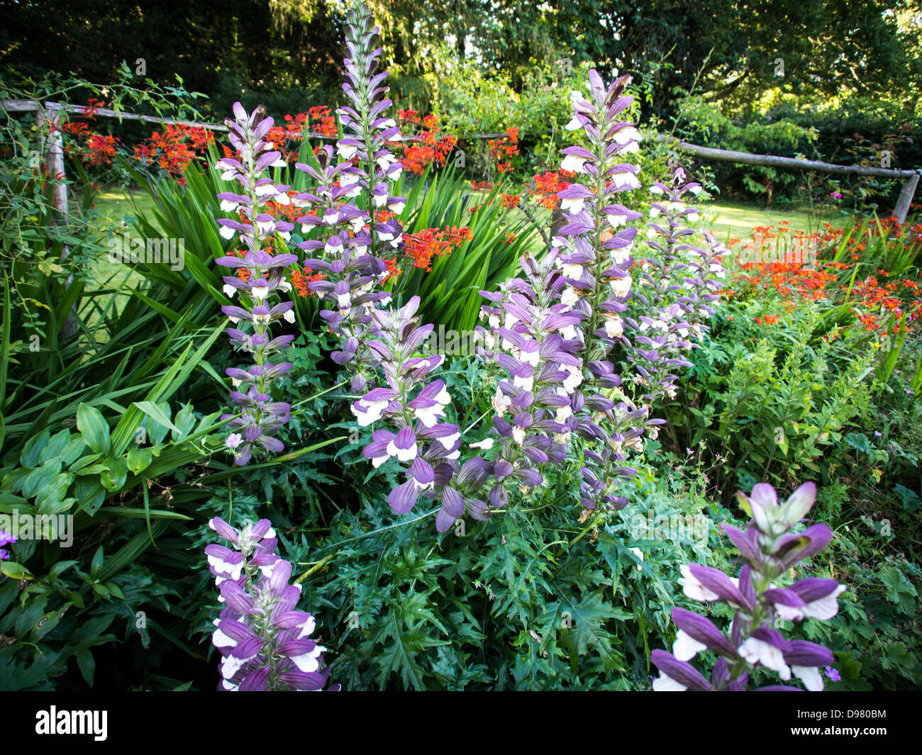 Herbaceoous border with acanthus on flower Stock Photo