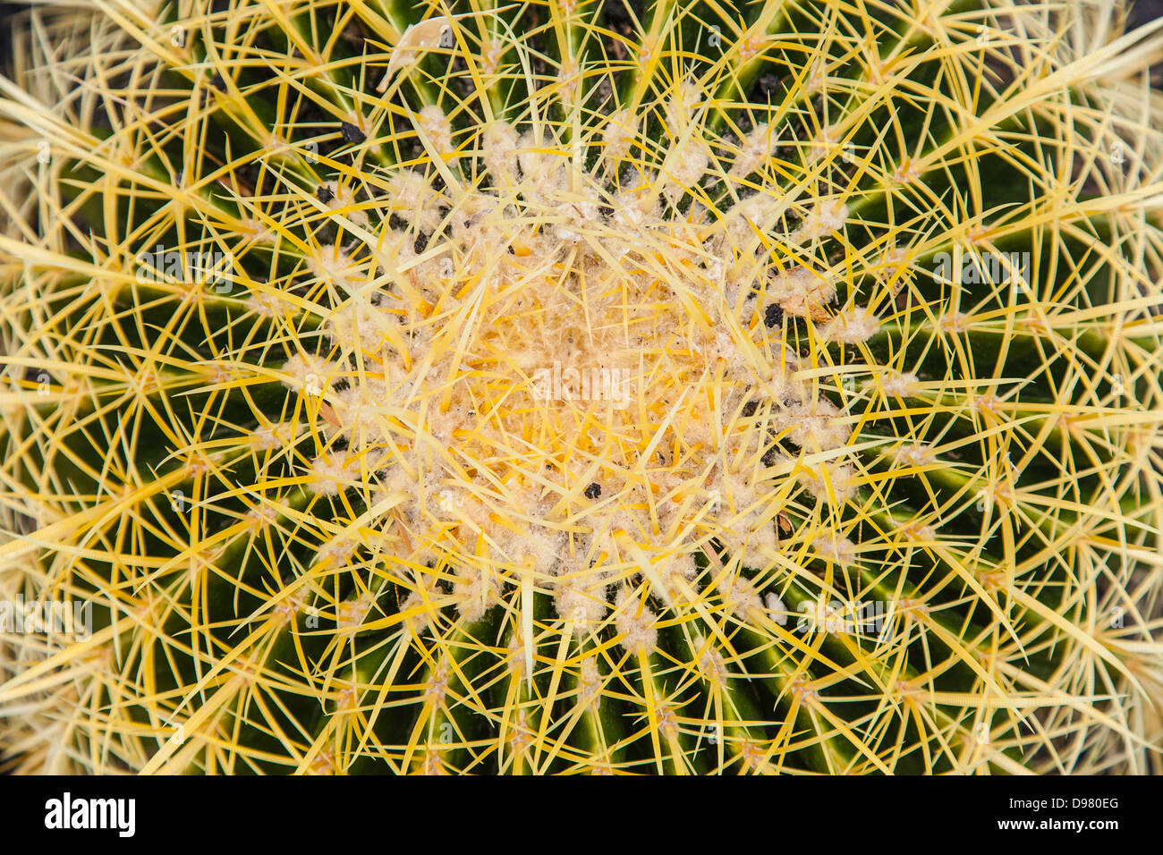 View from top of Barrel Cactus at Huntington Gardens in San Marino, Southern California. Stock Photo