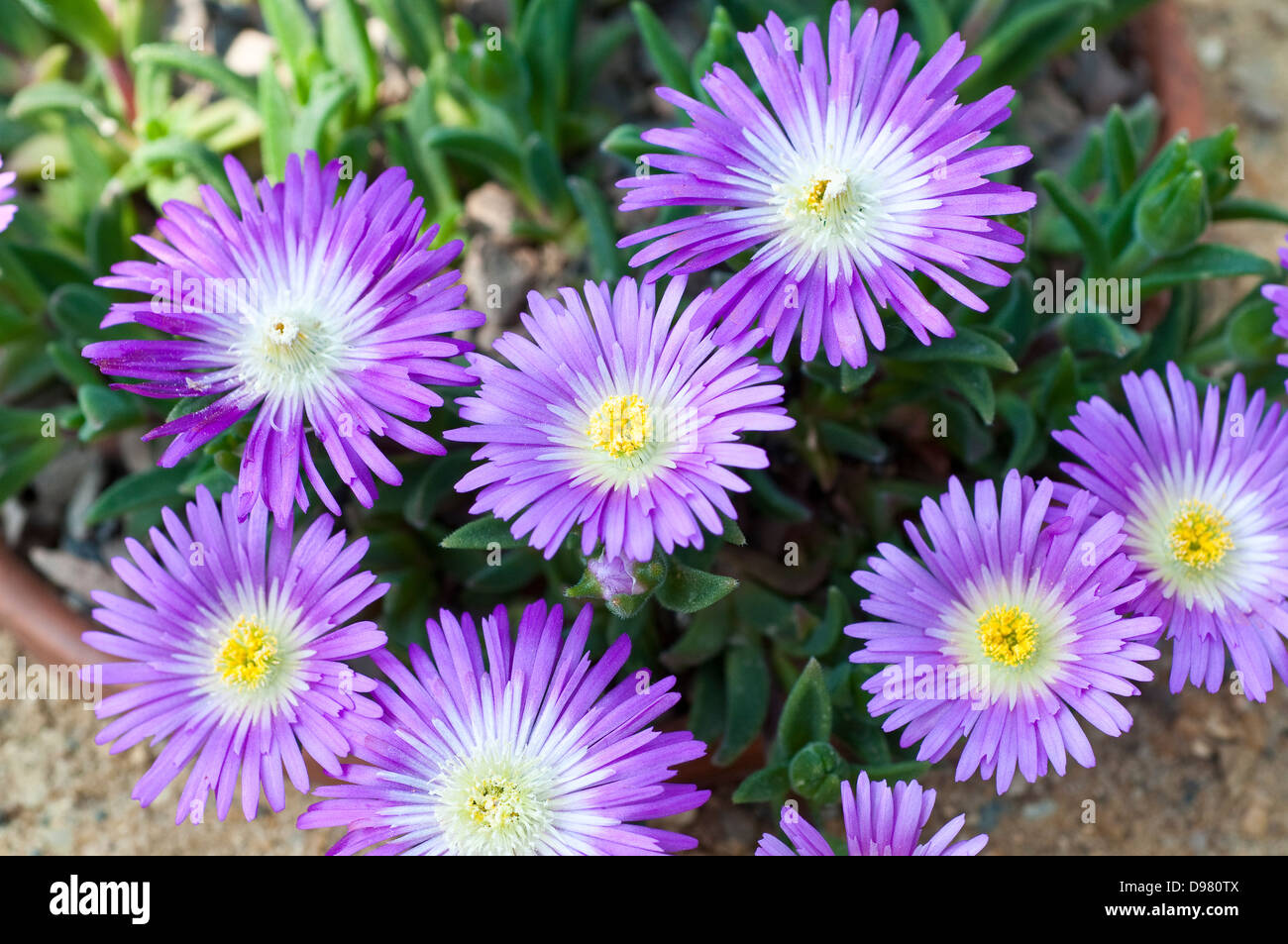 Delosperma sutherlandii, common name Sutherland Hardy Iceplant Stock