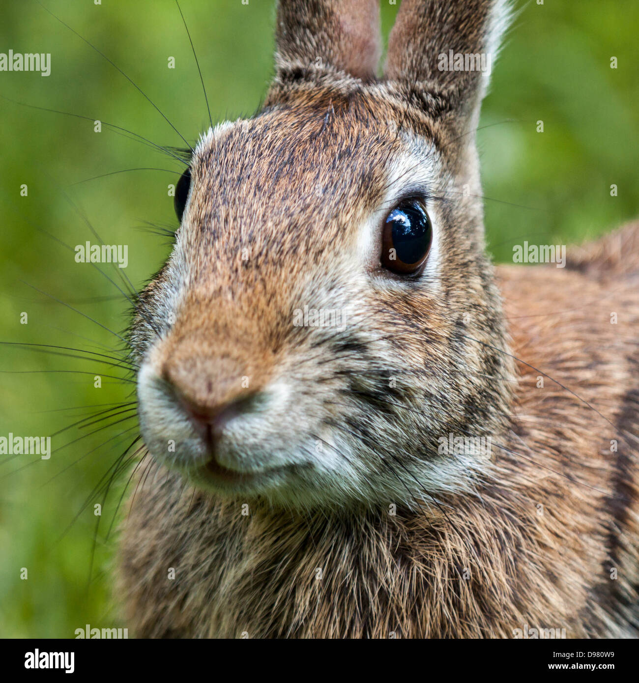 Closeup of wild eastern brown rabbit Stock Photo