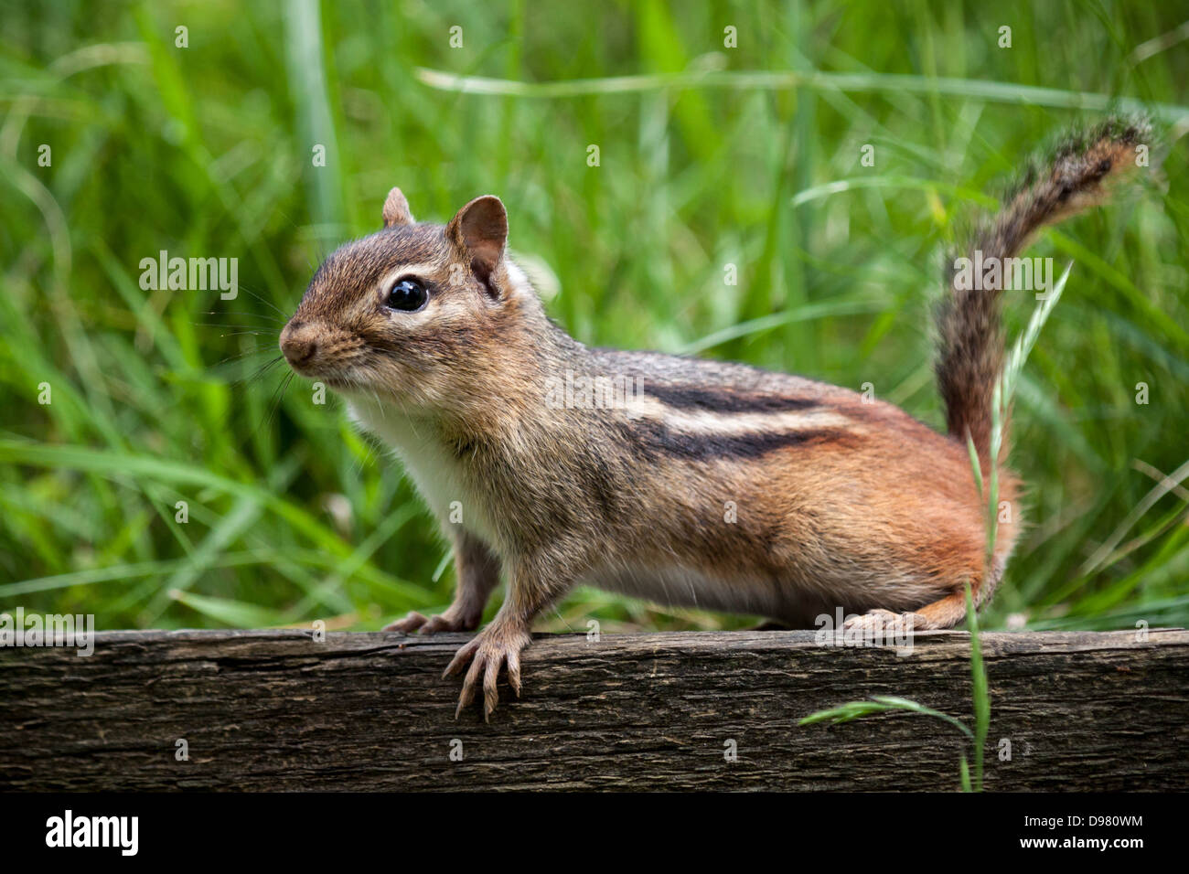 Eastern chipmunk perched on a a wooden fence with green grass in the background Stock Photo