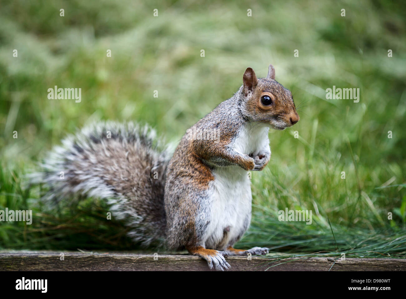 Eastern Gray Squirrel standing on a piece of wood Stock Photo