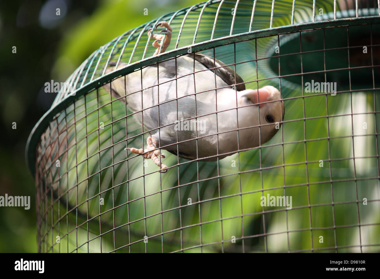 Cage Vector Icon Design 25646950 Vector Art at Vecteezy, image size:1300x956