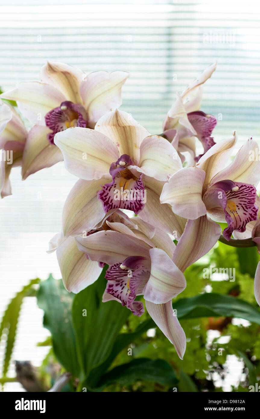 Catasetum orchid Stock Photo