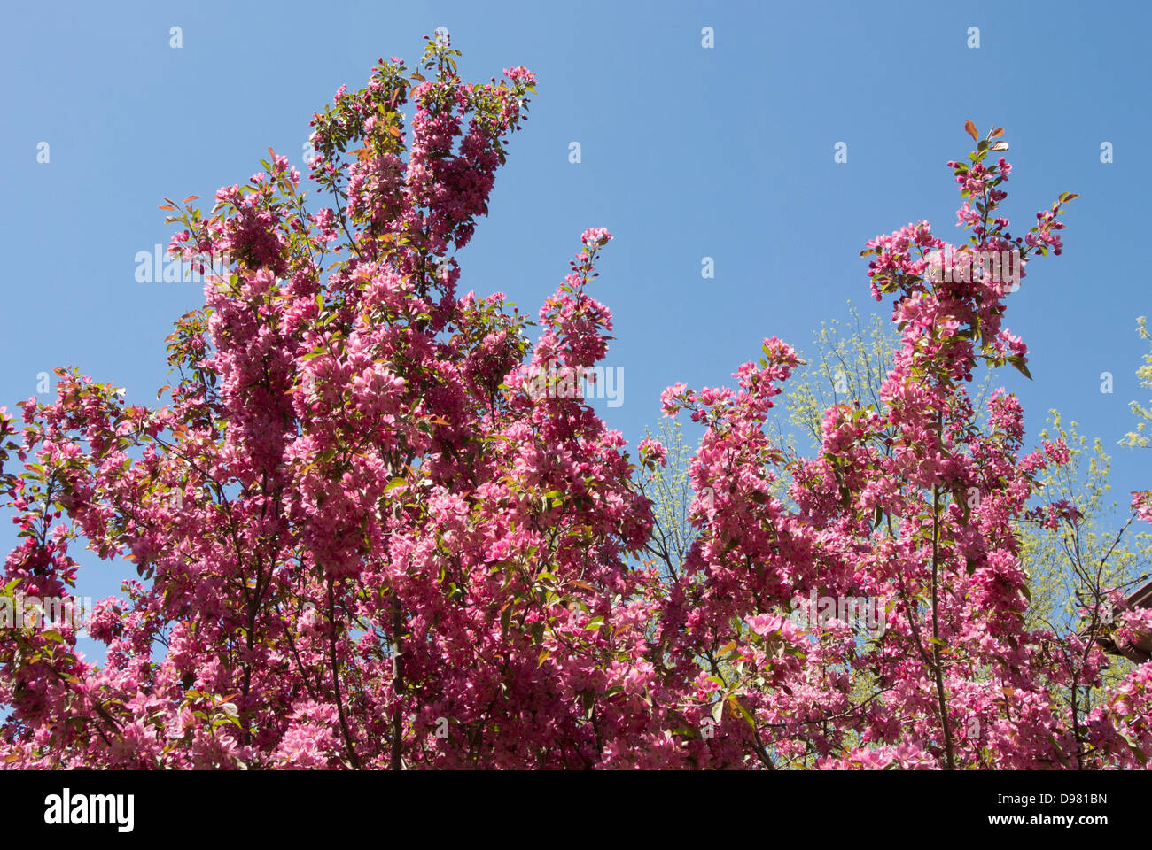 Crab apple tree in bloom Stock Photo Alamy