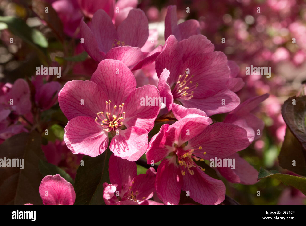 Crab apple tree in bloom Stock Photo Alamy