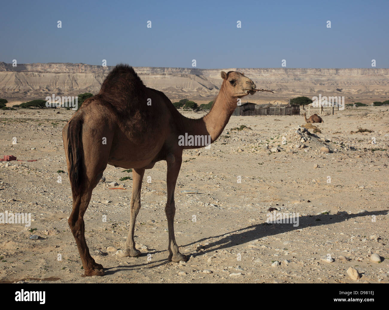 Camel in the desert, Oman Stock Photo