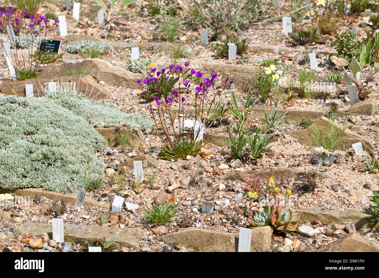 Alpine mountain flora for Every Garden, Rock garden Stock Photo