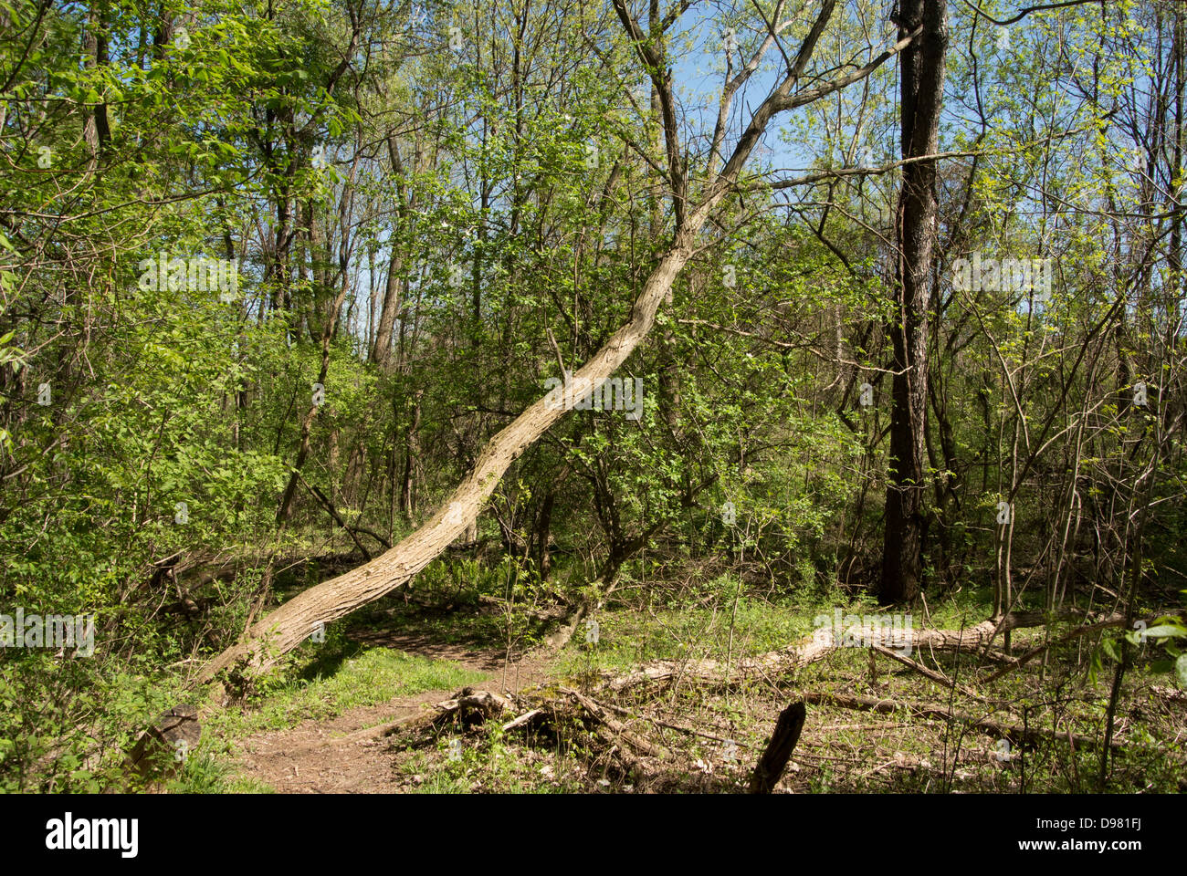 Fallen trees in park. Stock Photo