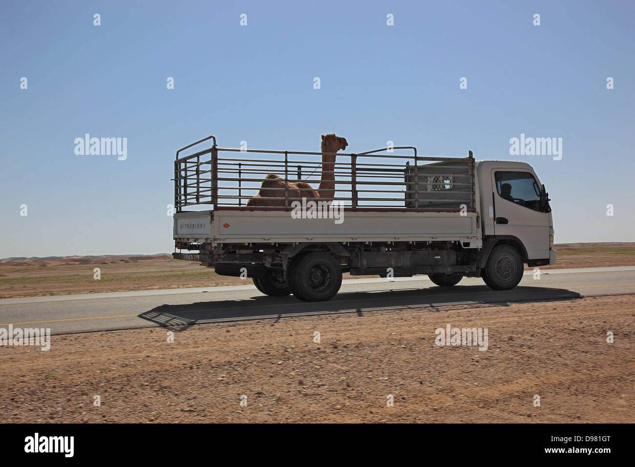 Transport of a camel foal with LWK on desertroad in the Ai-Wusta area, Oman Stock Photo