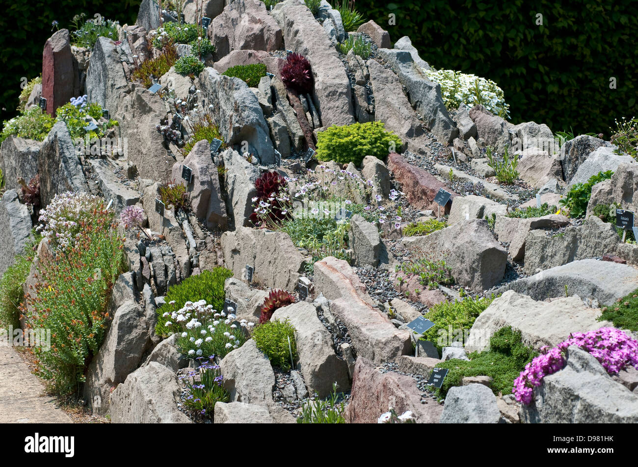 Alpine mountain flora for Every Garden, Rock garden Stock Photo