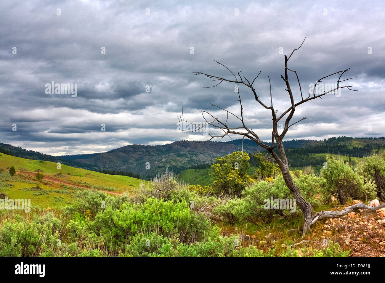 Dead tree on sagebrush-covered hillside against stormy skies outside Pearl, Idaho Stock Photo