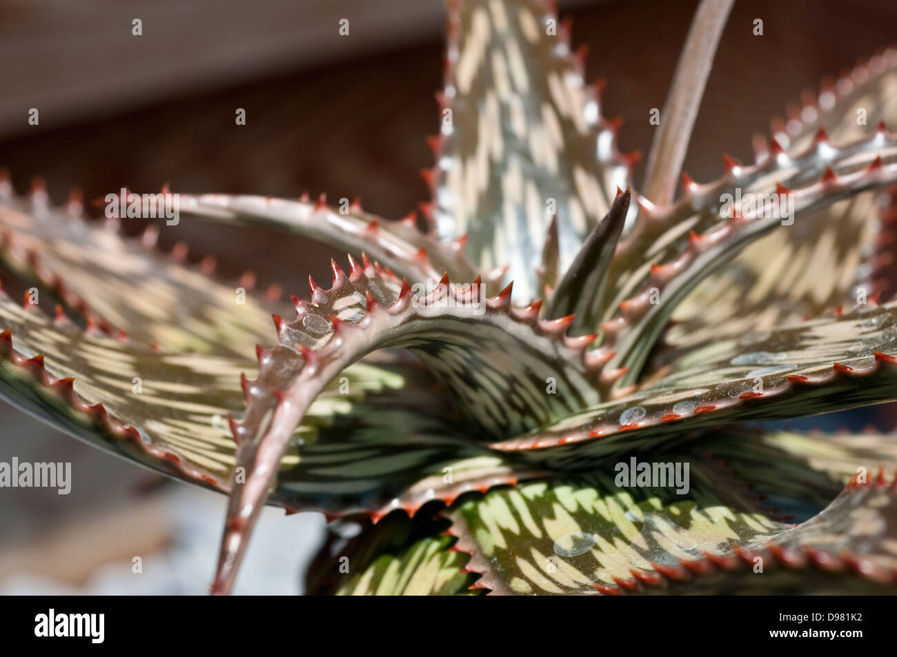 Aloe somaliensis Stock Photo