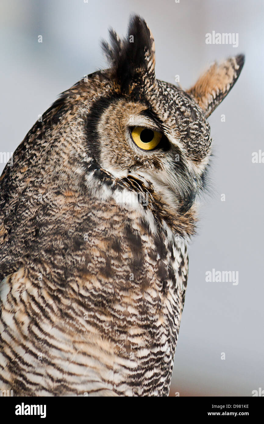 Profile closeup on captive great horned owl looking down outdoors