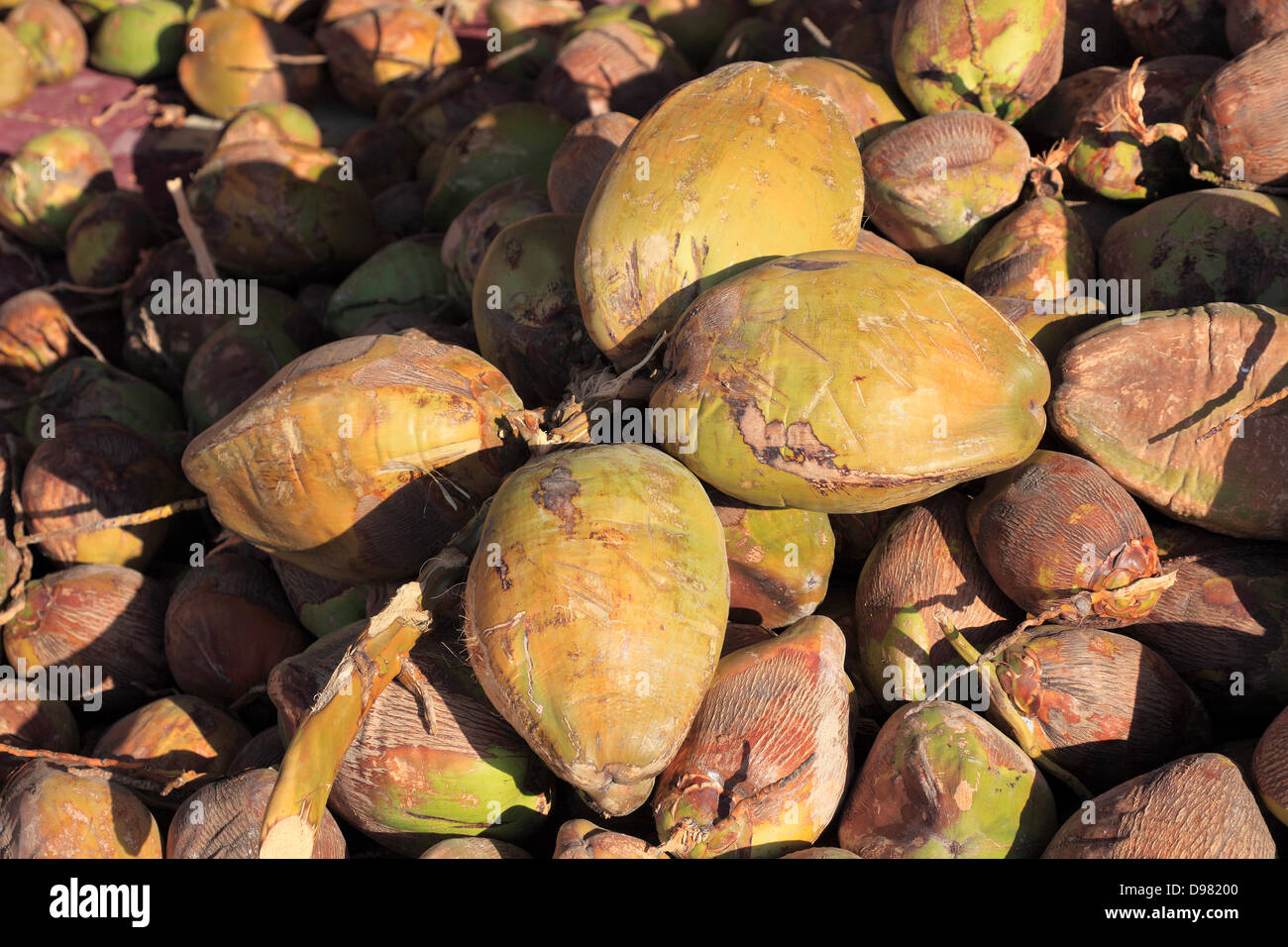 Coconuts in a market stall in Oman Stock Photo