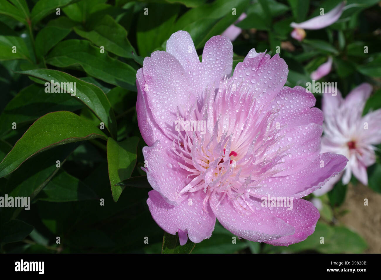 pink flower dalia Stock Photo