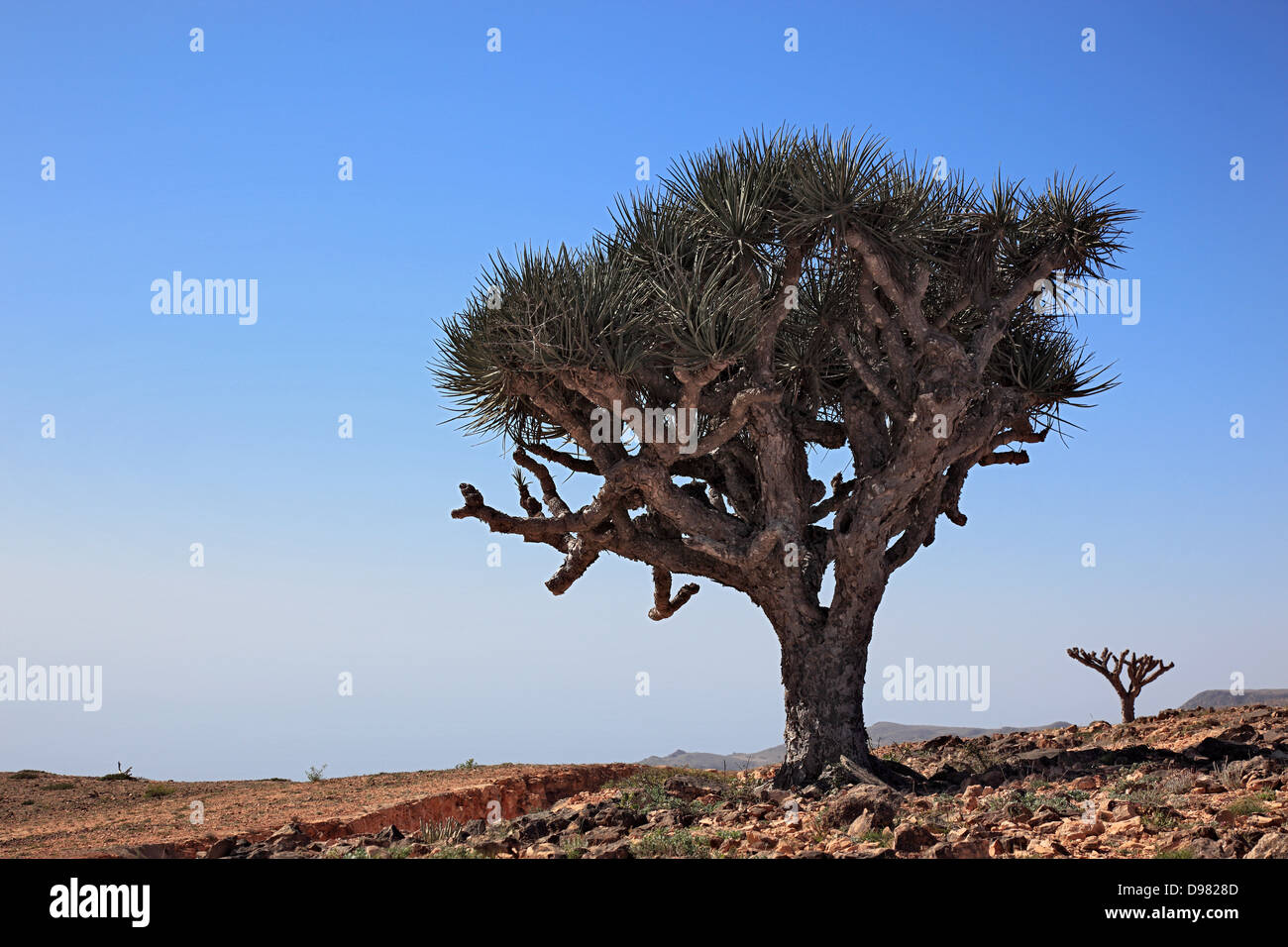Dragon's blood tree, scenery of the southern Dhofar, Jabal al-Qamar, Oman Stock Photo