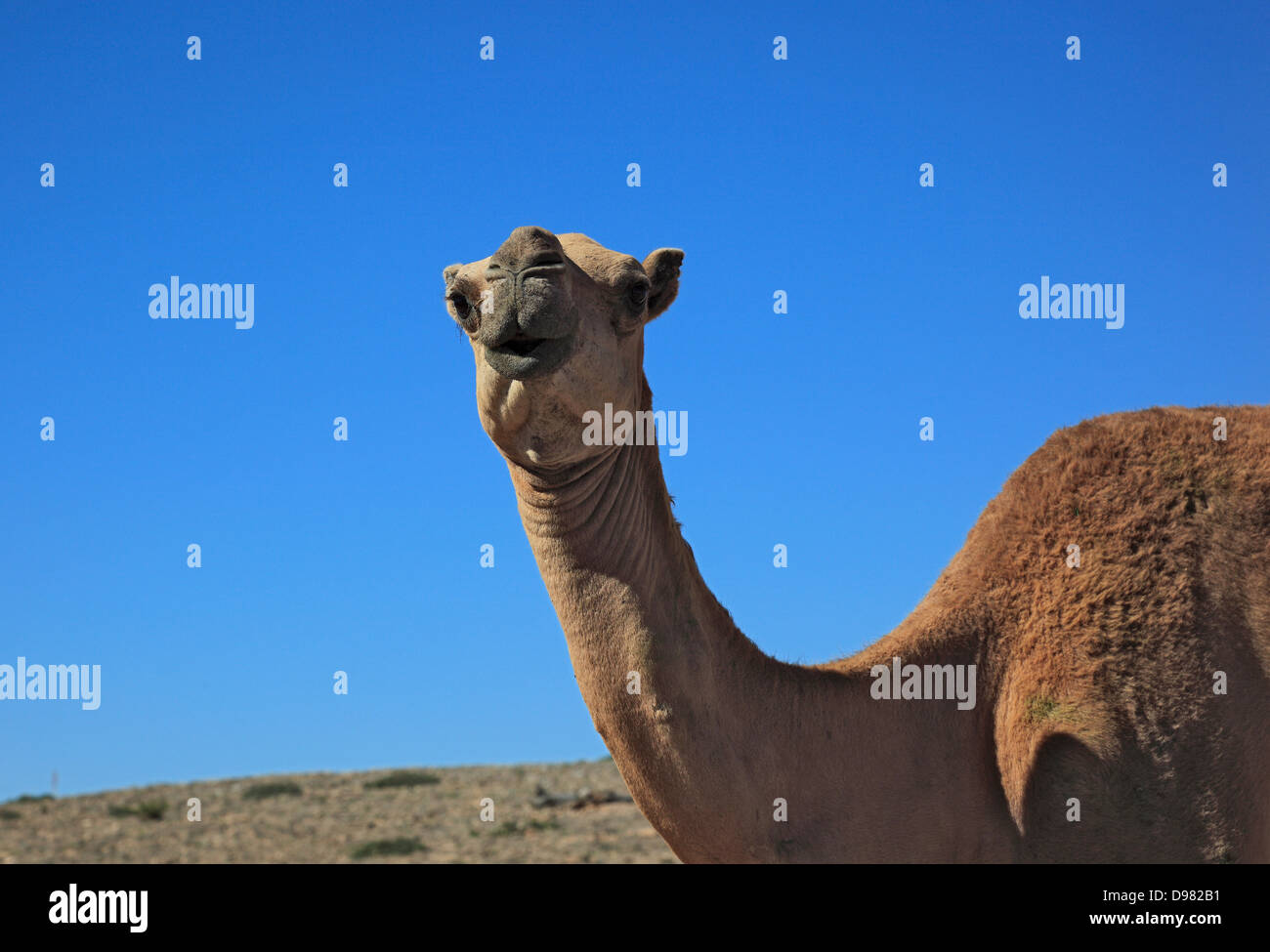 Camels, Oman Stock Photo