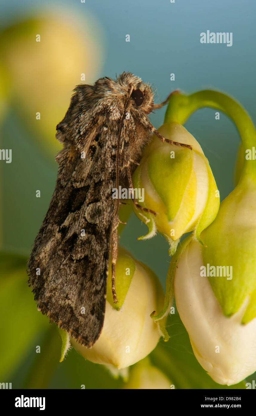 Hada hi-res stock photography and images - Alamy