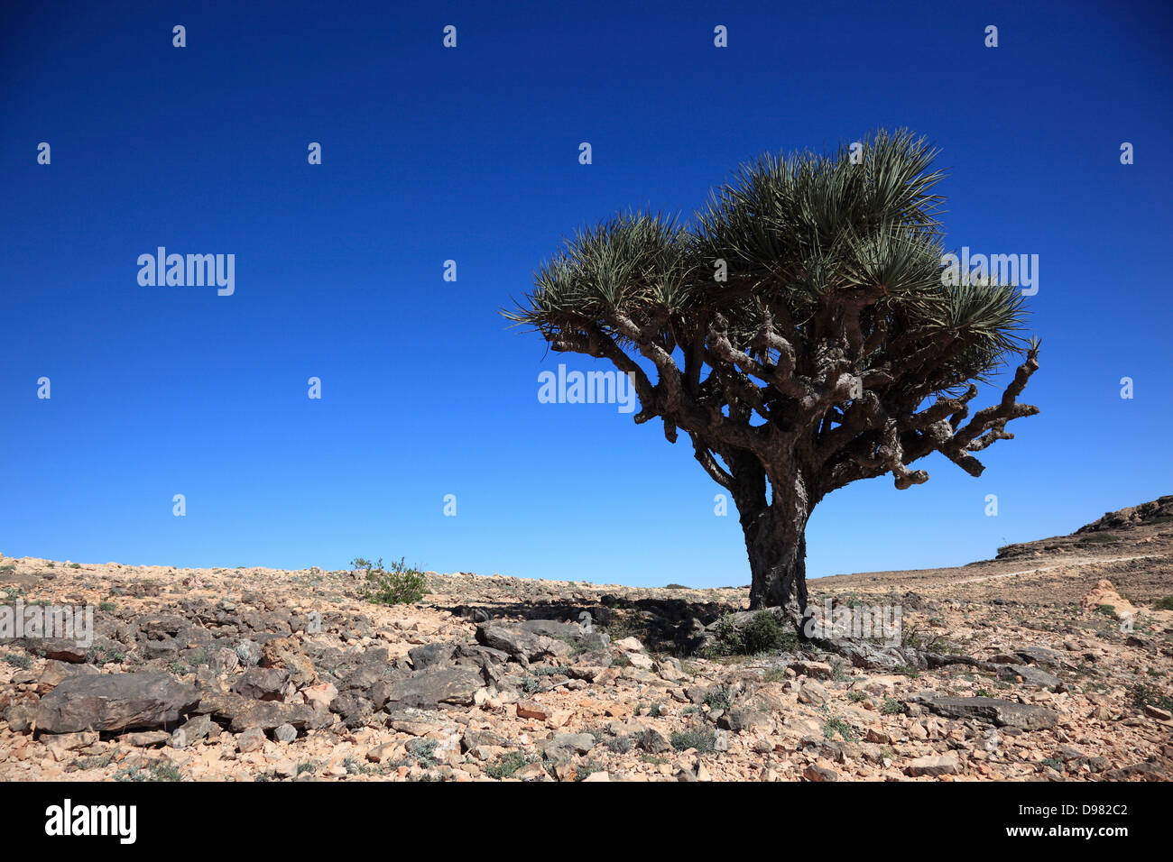 Dragon's blood tree, scenery of the southern Dhofar, Jabal al-Qamar, Oman Stock Photo