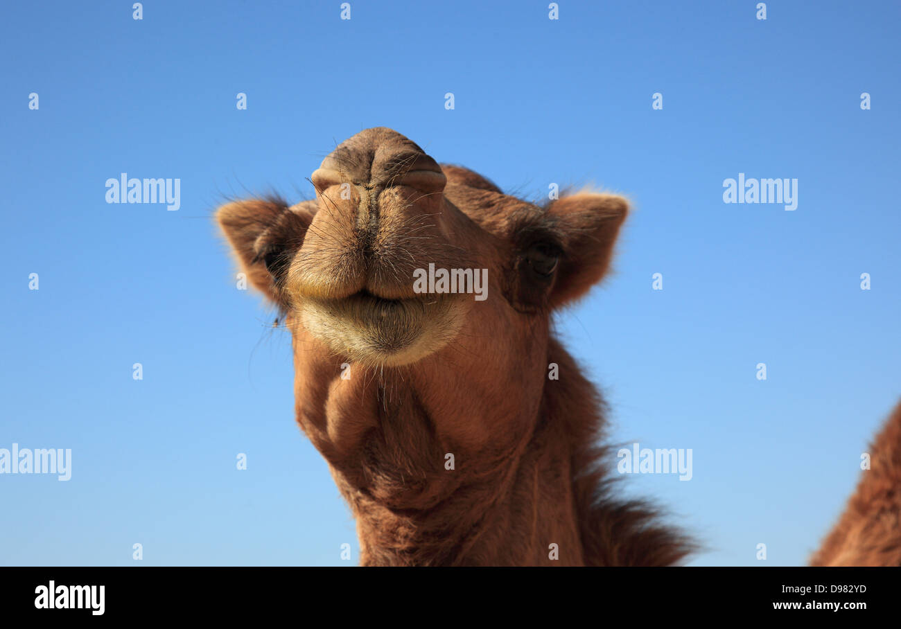Camels, Oman Stock Photo