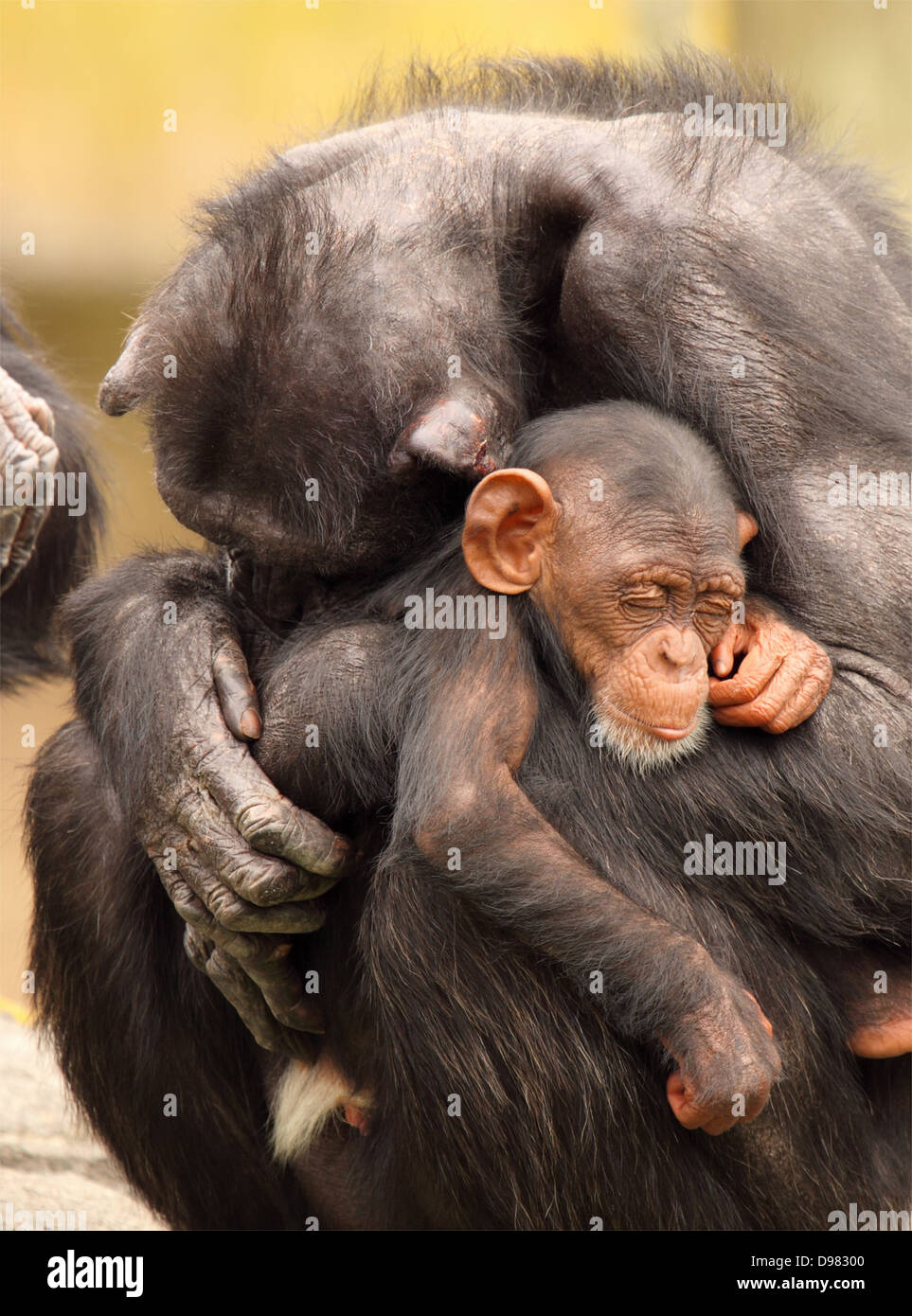 A mother and baby Chimpanzee fast asleep Stock Photo - Alamy