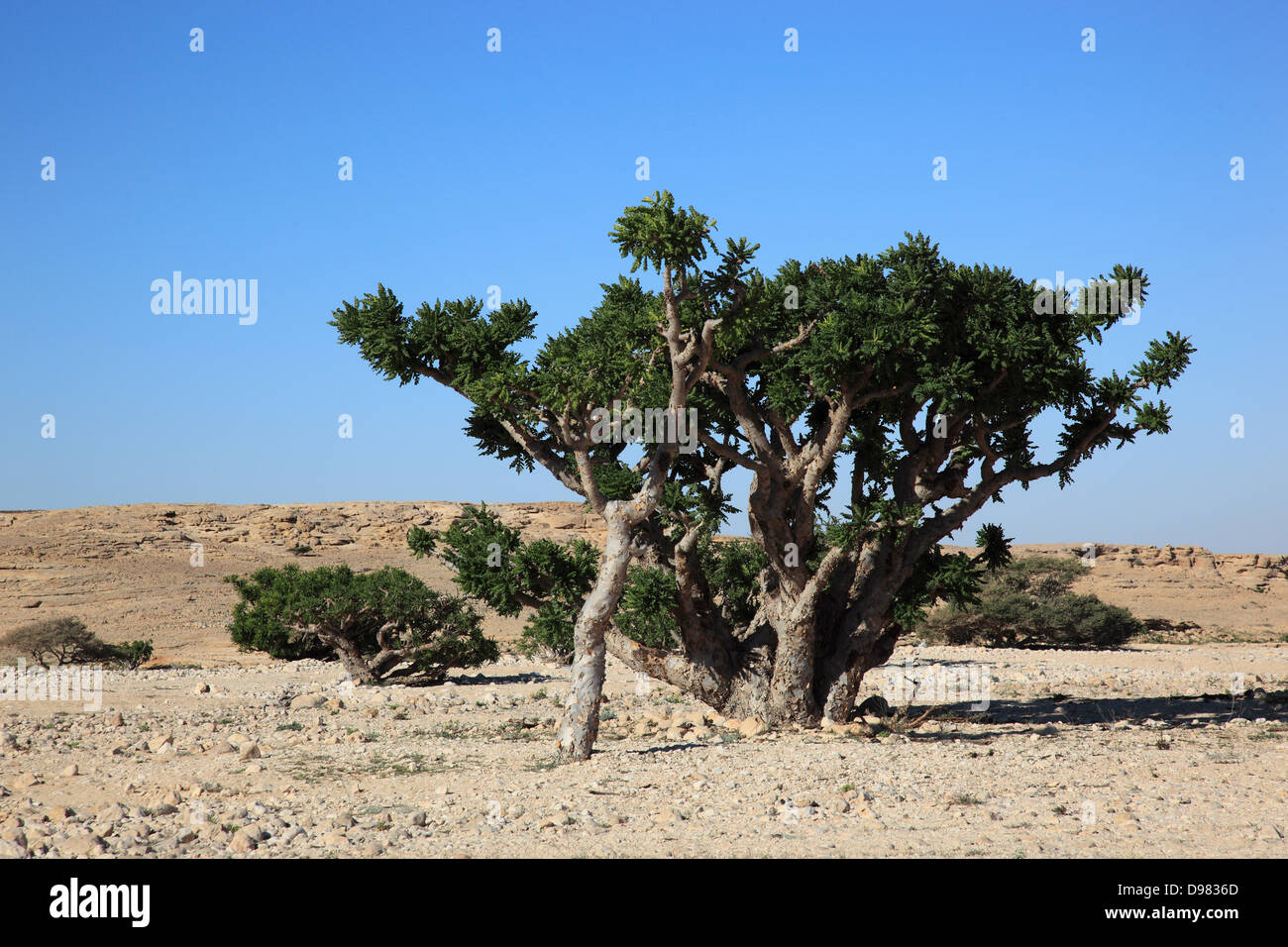 Wadi Dawqah, incense tree cultures, UNESCO world cultural heritage
