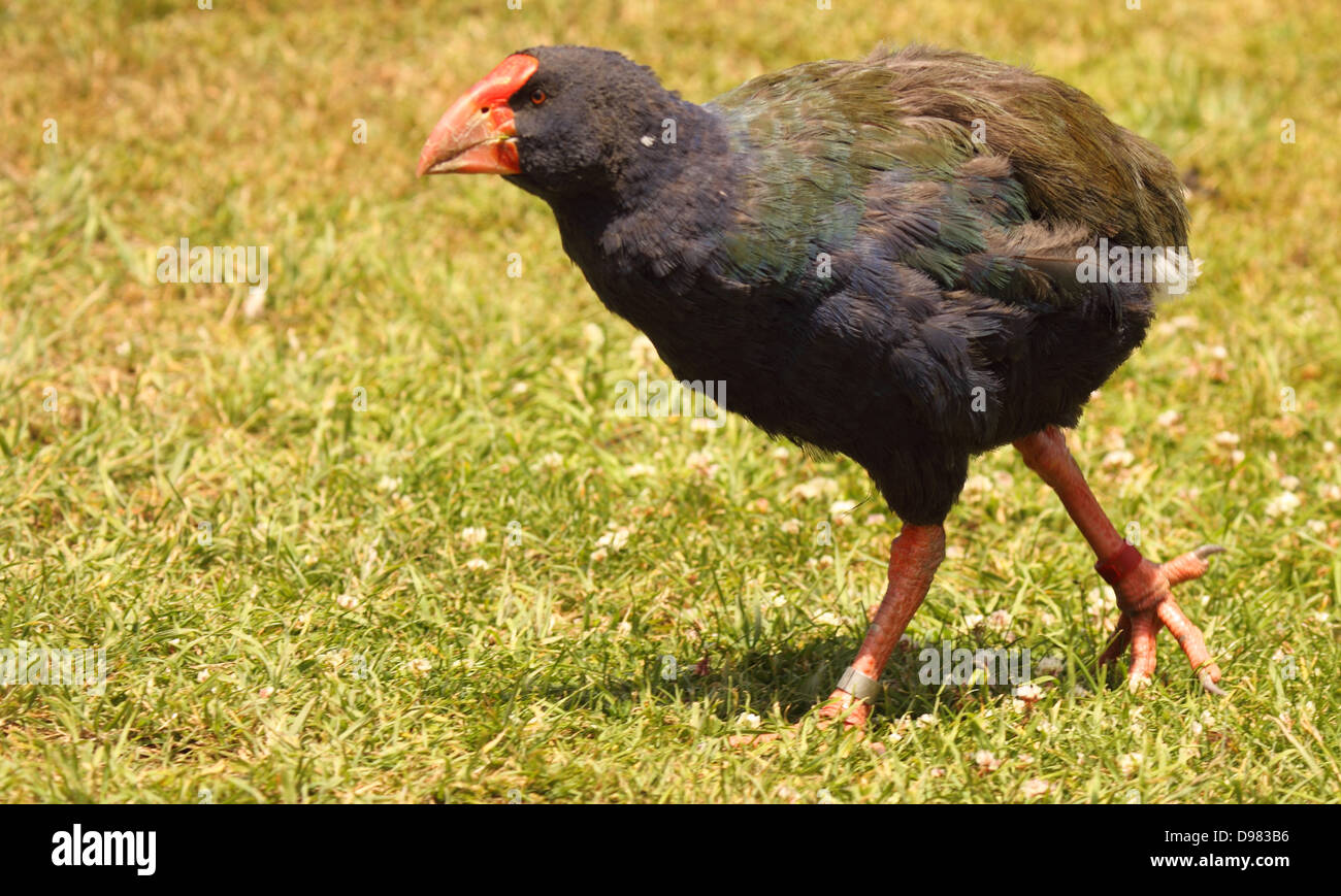 Takahe leaning forward. Stock Photo