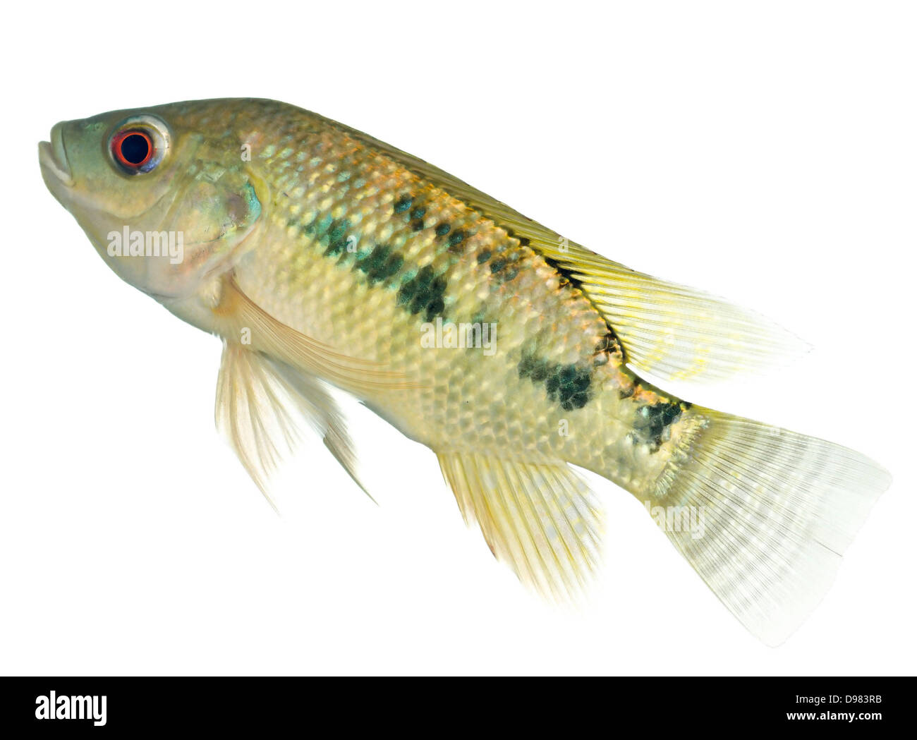 White tilapia hires stock photography and images Alamy