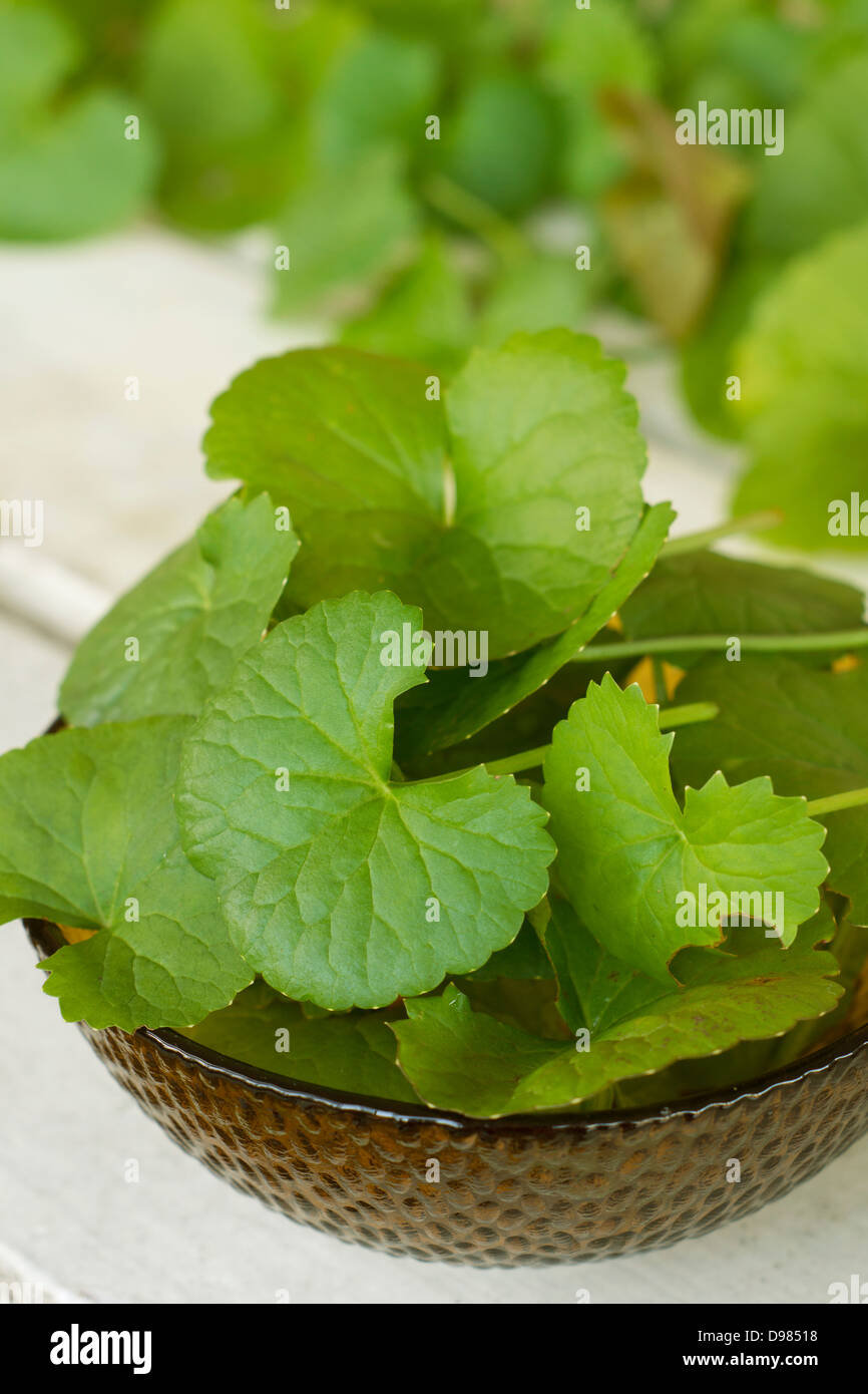 Pennywort, Penny Wort or Centella asiatica Stock Photo