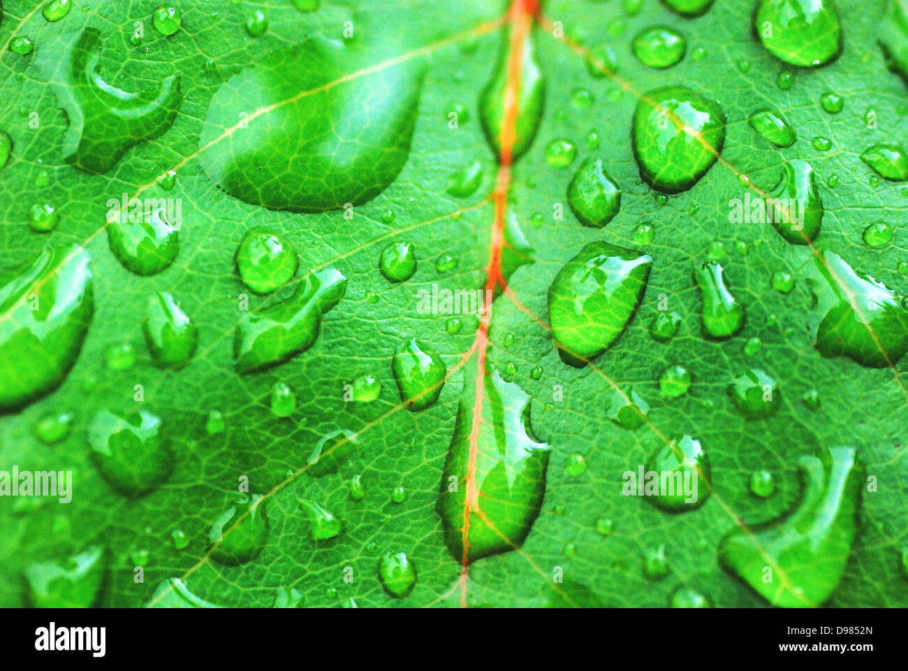 Green background with water drops Stock Photo - Alamy