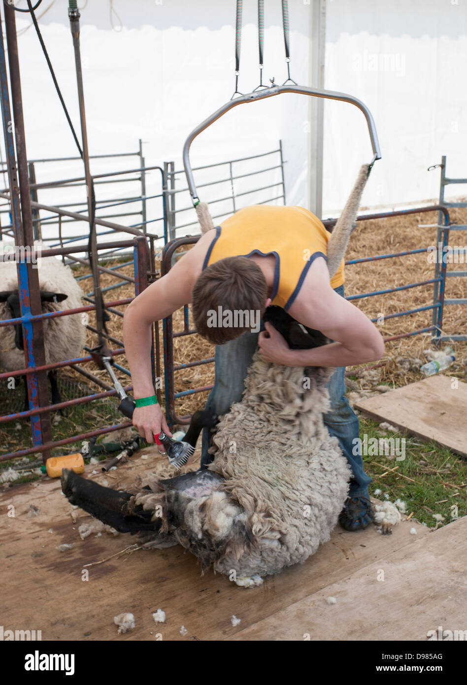 Sheep shearing pen hires stock photography and images Alamy