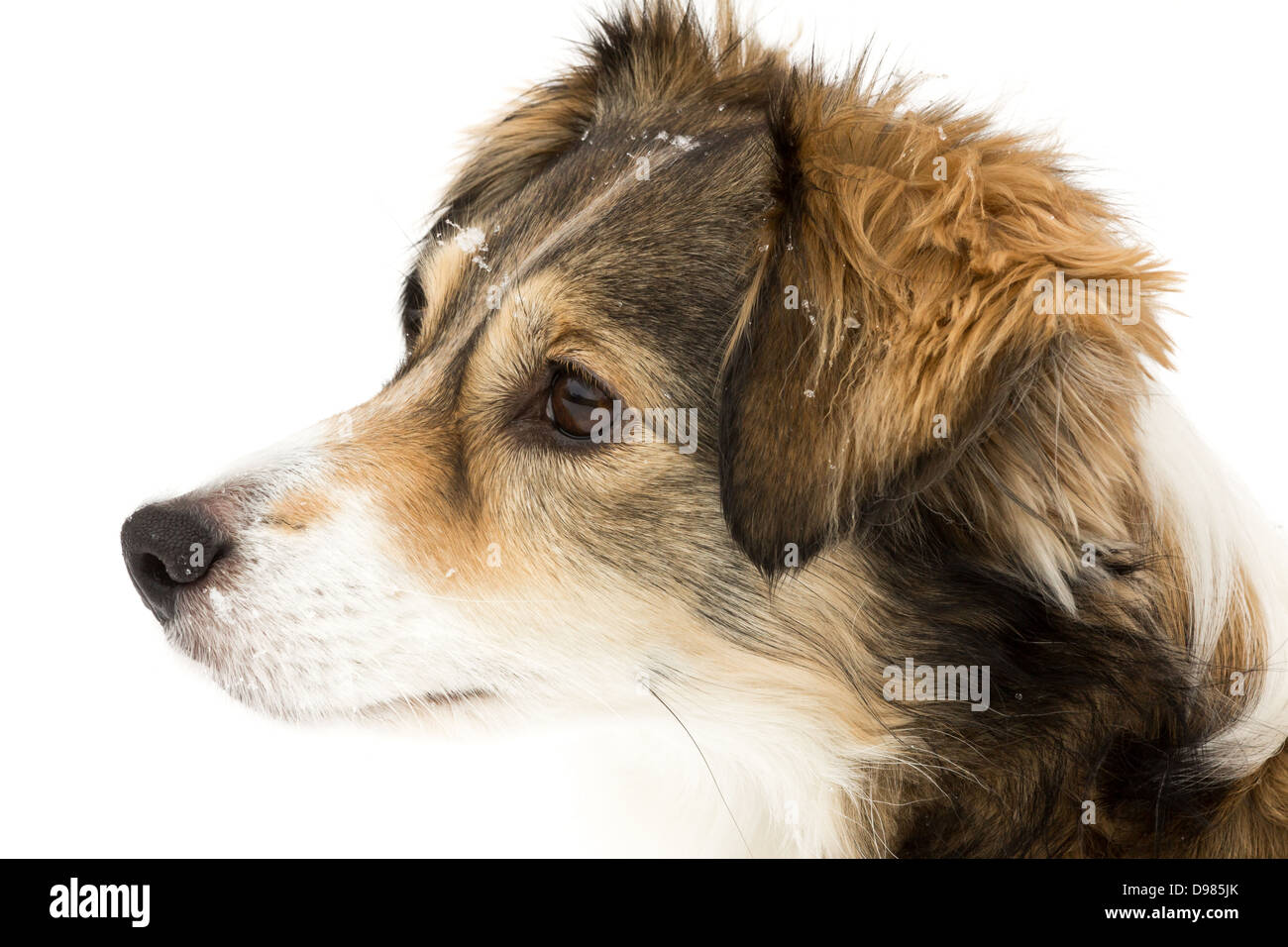 A Dog in the snow on a white background Stock Photo - Alamy