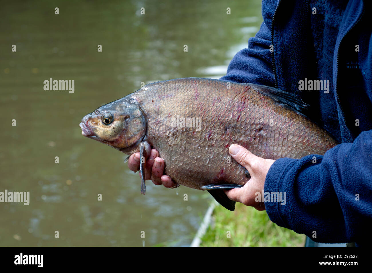 Angler holding Bream fish Stock Photo
