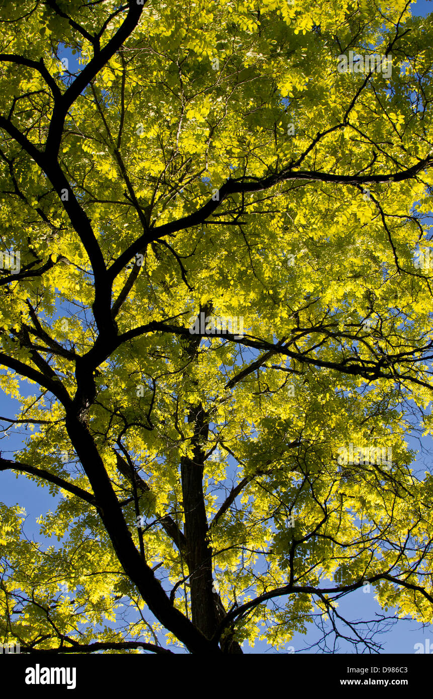 Looking up through the sunlit branches and leaves of the golden false acacia tree. Stock Photo