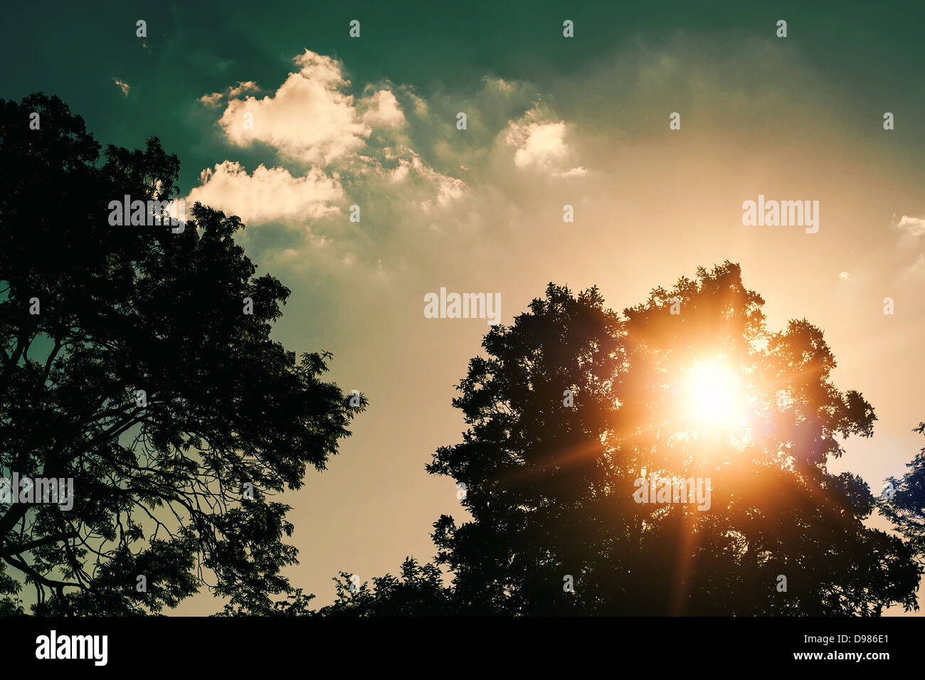 summer sunset over tree with sky and clouds Stock Photo - Alamy
