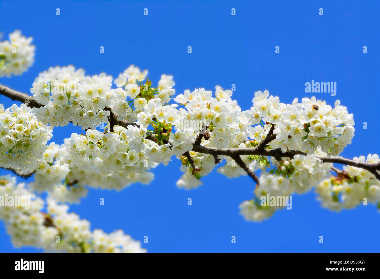 Apple blossom tree in Spring Stock Photo