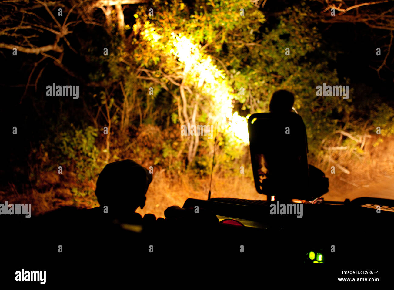 Using a spotlight to search for nocturnal animals on an evening game drive in the Phinda Game Reserve Stock Photo