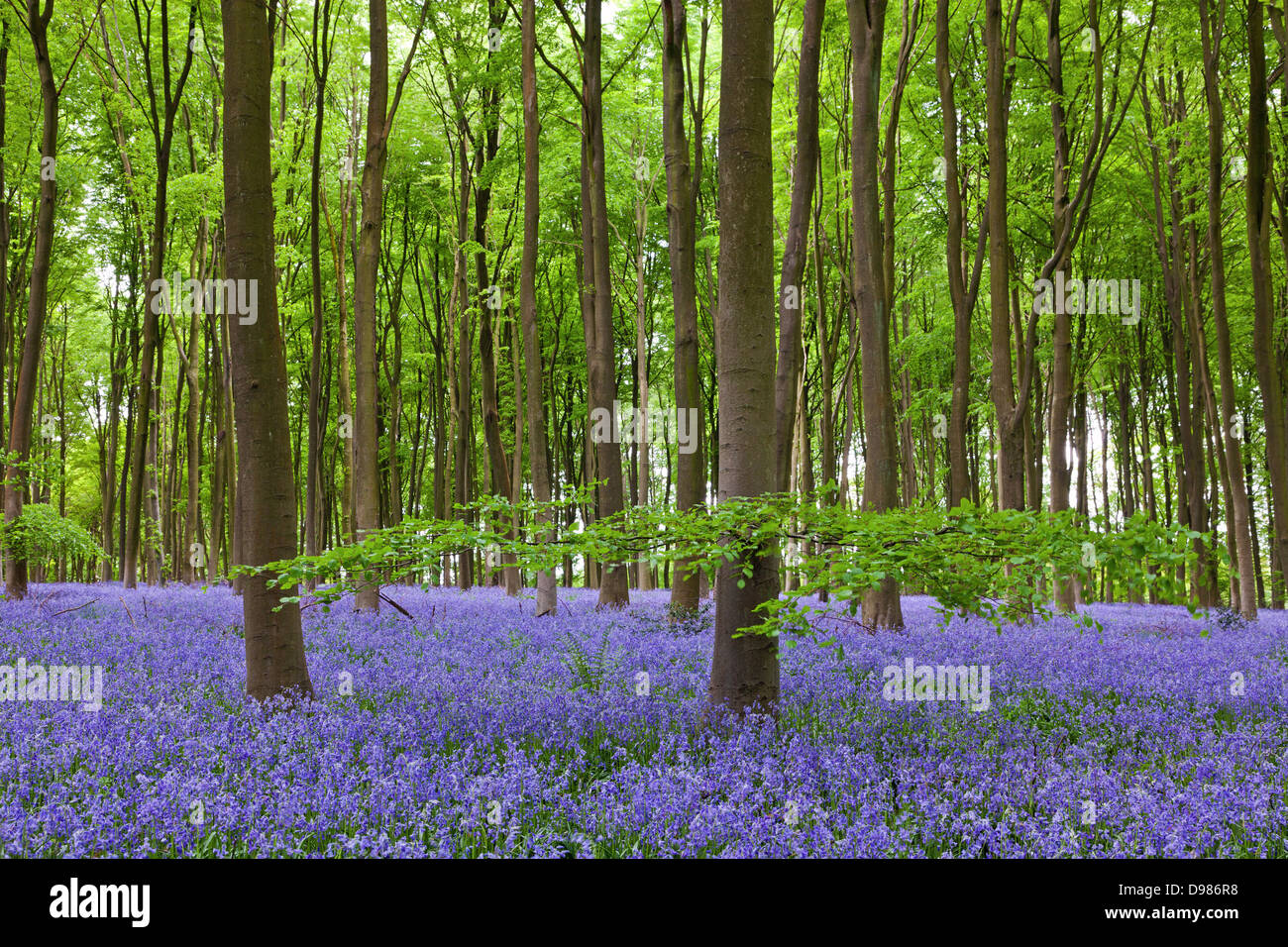 A low branch on the foreground beech tree spreads out over the bluebells at Michedever Wood in Hampshire Stock Photo