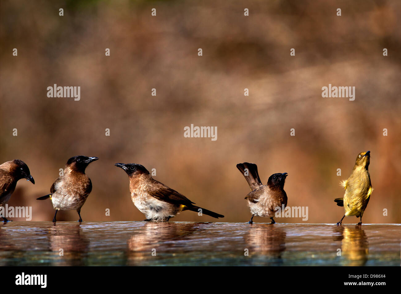 Birds feeding from the swimming pool on the Phinda Game Reserve, South Africa Stock Photo