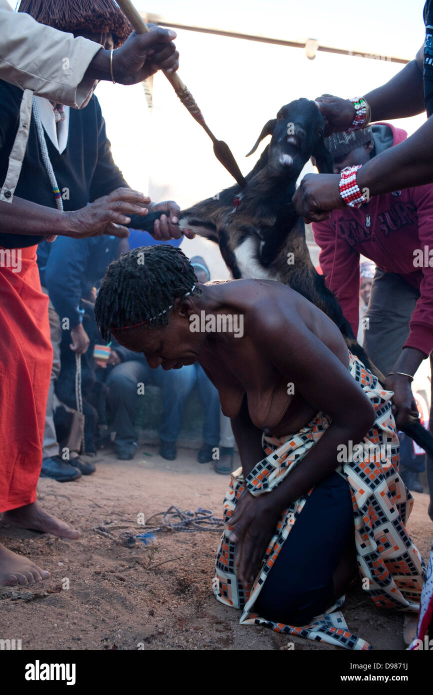 Alina 67 during initiation as sangoma in Peernars Mpumalanga South Africa ritual sacrifice goat is performed spilling animal's Stock Photo