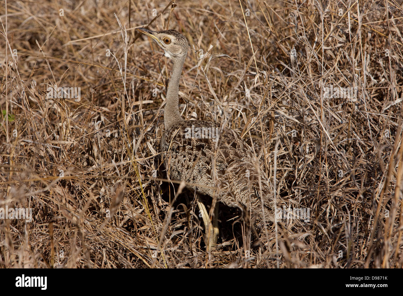 Phinda Game Reserve, well camouflaged bittern, South Africa Stock Photo