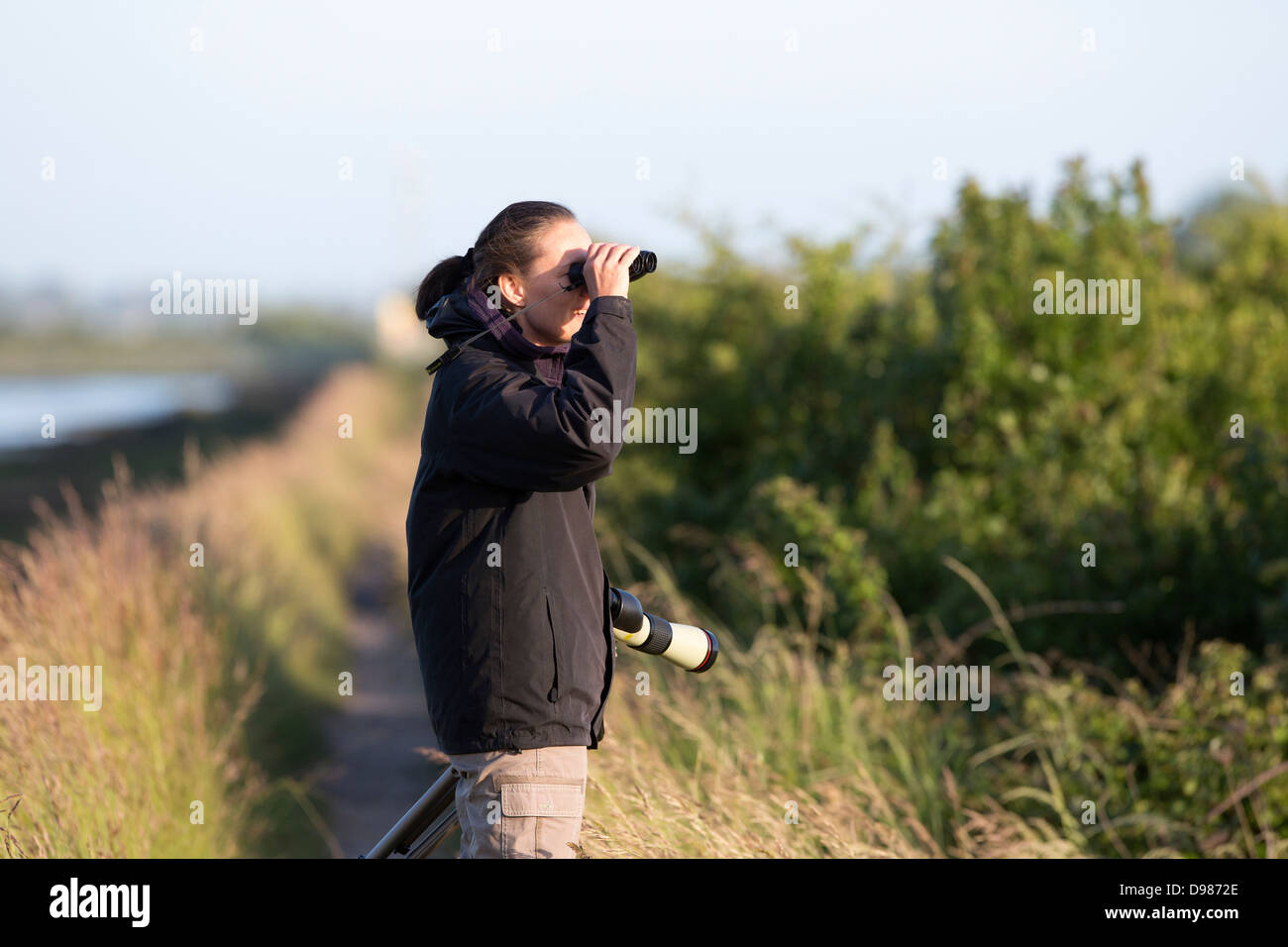 woman birdwatching on coast in hampshire UK Stock Photo