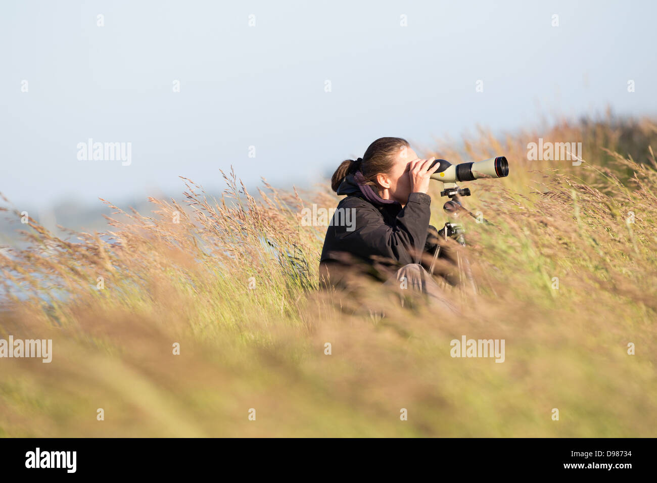 woman birdwatching on coast in hampshire UK Stock Photo