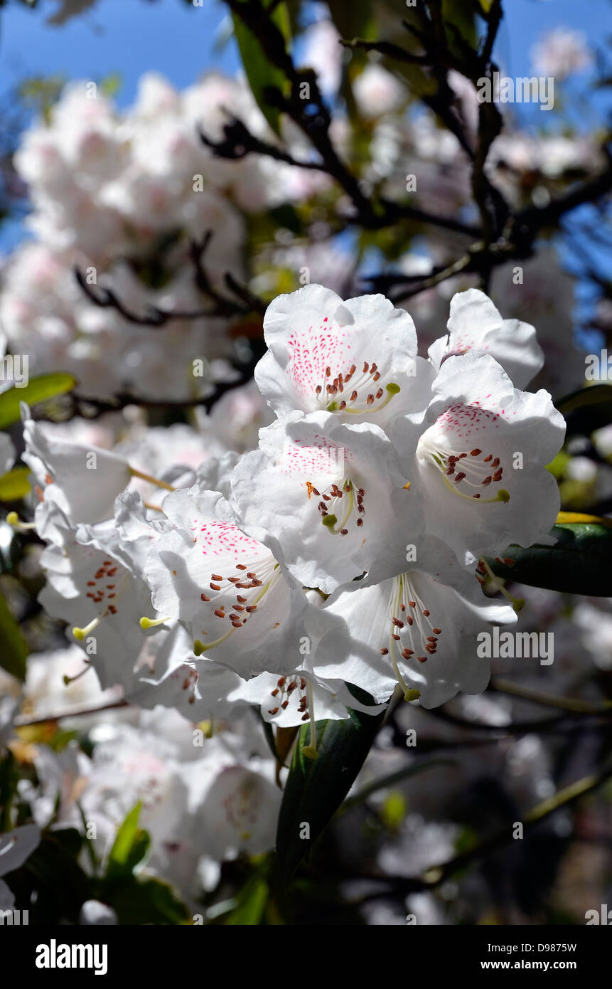 Striking white azalea flowers with bright red spots on a sunny day in an English garden. Stock Photo