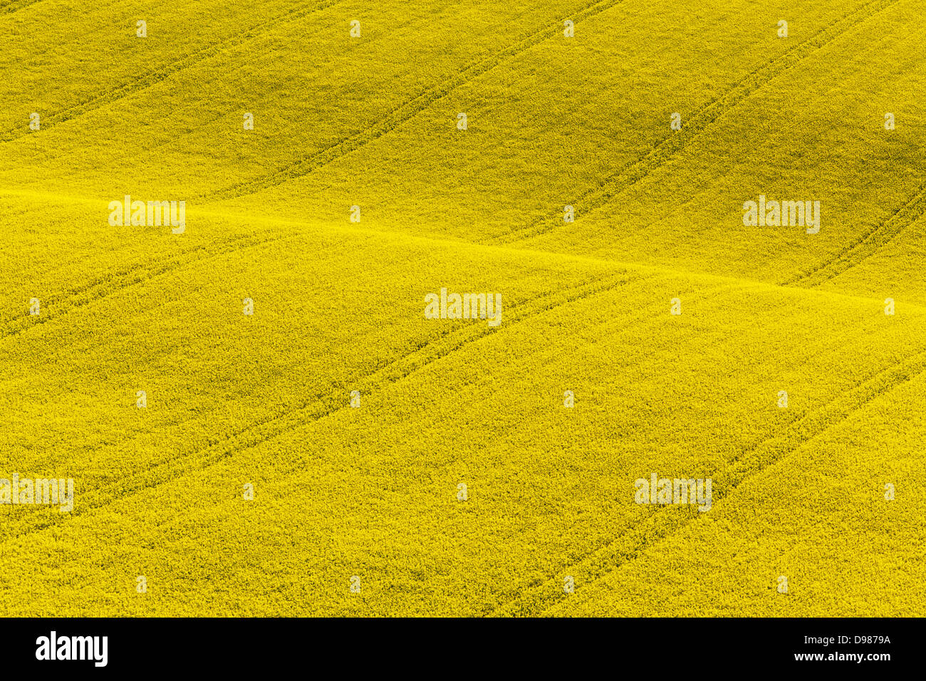 A rolling field on the South Downs national park in full bloom with yellow rapeseed. Stock Photo