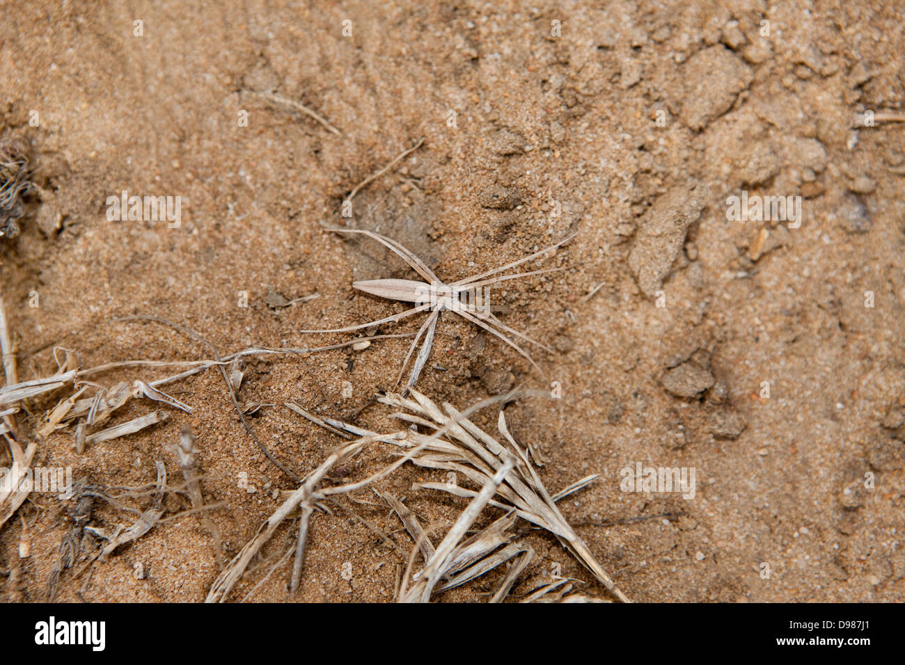 Spider camouflaged to look like grass. Phinda Game Reserve South Africa Stock Photo